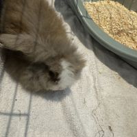 Femelle et mâle lapin nain belier angora