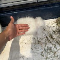 Femelle et mâle lapin nain belier angora #5