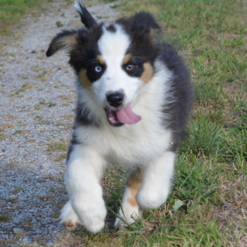 Berger australien 3mois #1