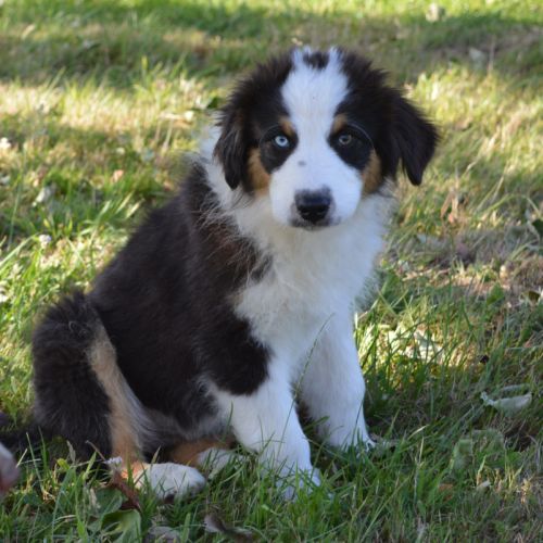 Berger australien 3mois #3