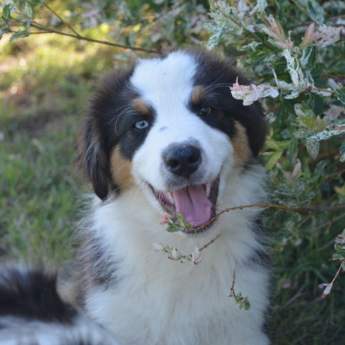 Berger australien 3mois