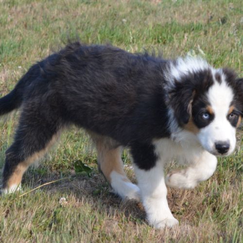 Berger australien 3mois #5