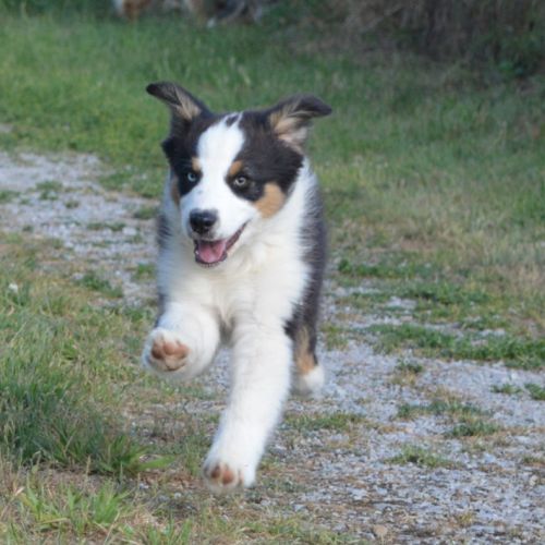 Berger australien 3mois #6