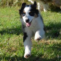 Berger australien 3mois #2