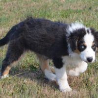 Berger australien 3mois #5