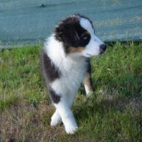 Berger australien 3mois #7