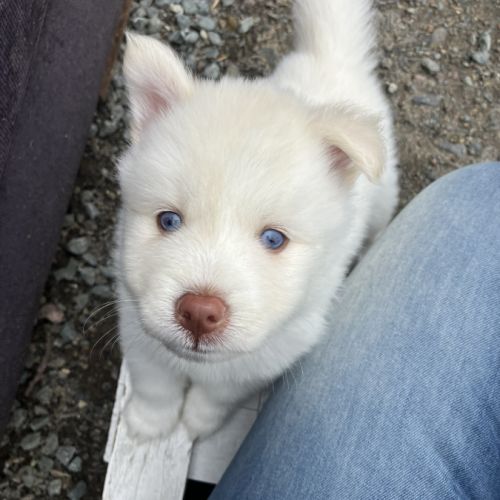 Chiot pomsky #1