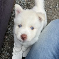 Chiot pomsky #1