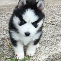 Chiot pomsky