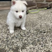 Chiot pomsky #4