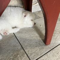 Chiot pomsky #5