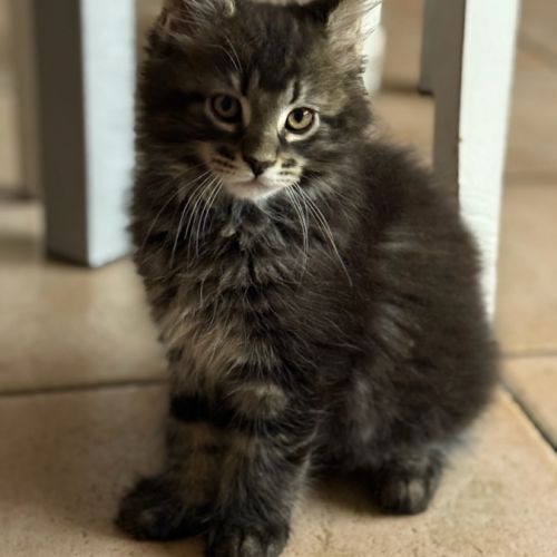 Chatons maine coon #6