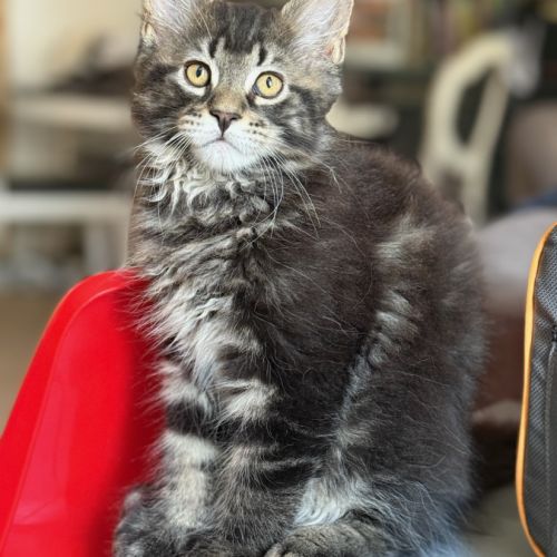 Chatons maine coon #7
