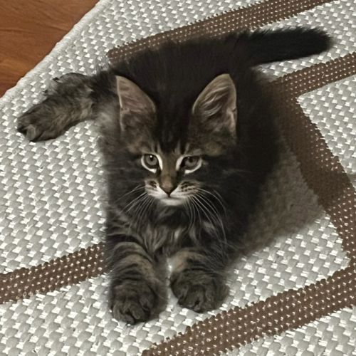 Chatons maine coon #8