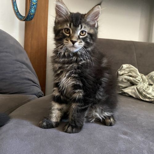 Chatons maine coon #9