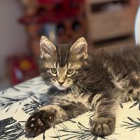 Chatons maine coon #1