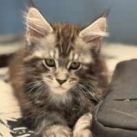Chatons maine coon #2