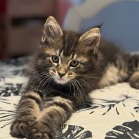 Chatons maine coon #3