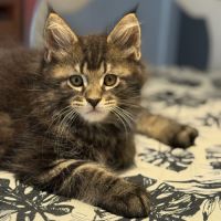 Chatons maine coon #4