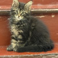 Chatons maine coon