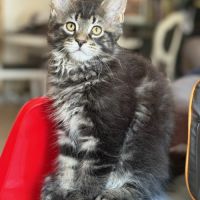 Chatons maine coon #7
