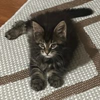 Chatons maine coon #8