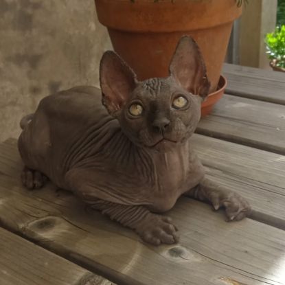 Chatons sphynx loof à l'adoption #1