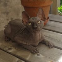 Chatons sphynx loof à l'adoption #1