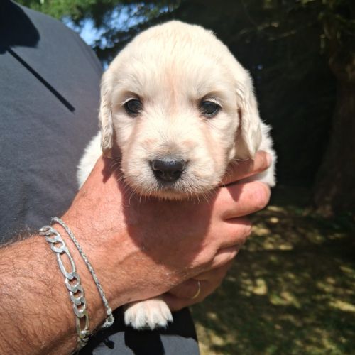 Chiots  golden retriever  lof #1