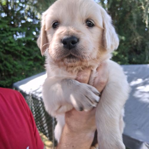 Chiots  golden retriever  lof #2