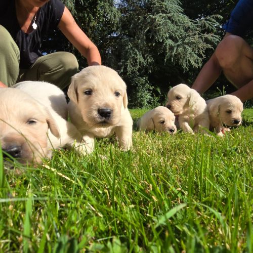 Chiots  golden retriever  lof #0