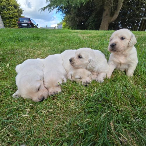Chiots  golden retriever  lof #4