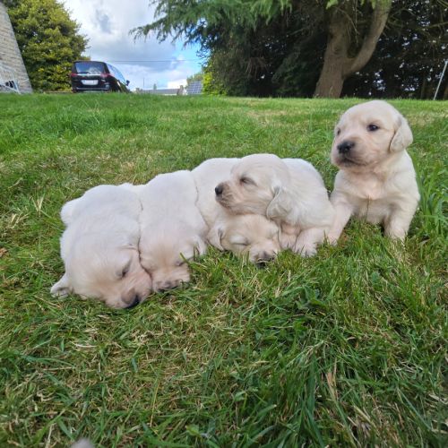 Chiots  golden retriever  lof #5