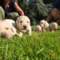 Chiots  golden retriever  lof