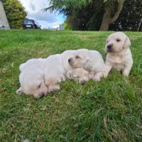 Chiots  golden retriever  lof #5