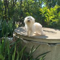 Coton de tuléar femelle et retraitée d'élevage