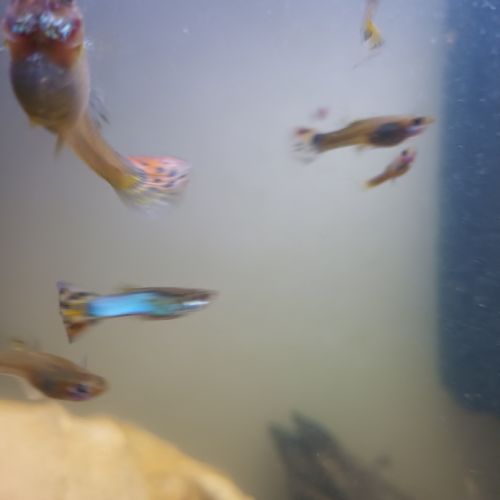 Guppys adultes #3