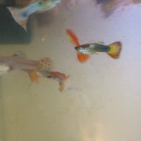 Guppys adultes #0