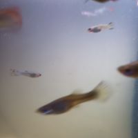 Guppys adultes #2