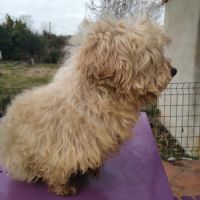 Retraitée bichon havanais