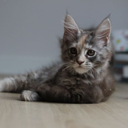 Bebe maine coon