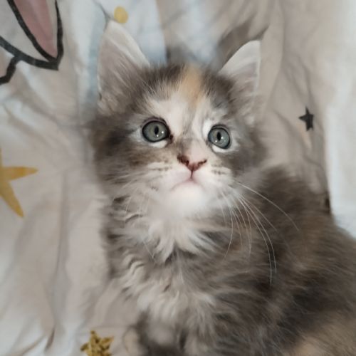 Bebe maine coon #7