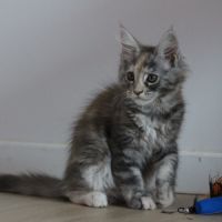 Bebe maine coon #1