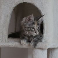 Bebe maine coon #3