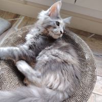 Bebe maine coon #4