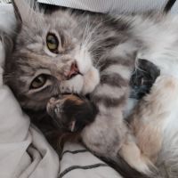 Bebe maine coon #5