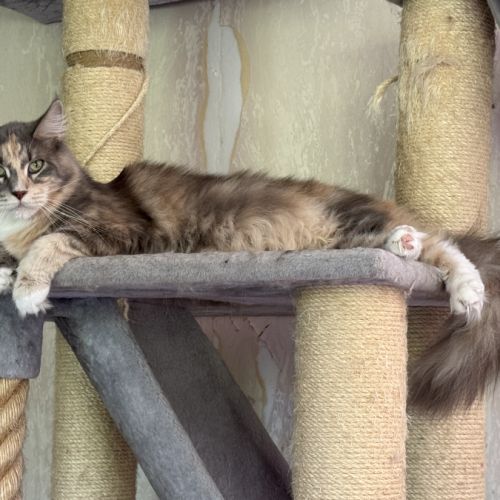 Magnifiques chatonne maine coon