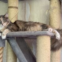 Magnifiques chatonne maine coon