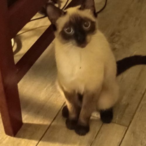 Chats et chatons à adopter sur valréas en asso #2