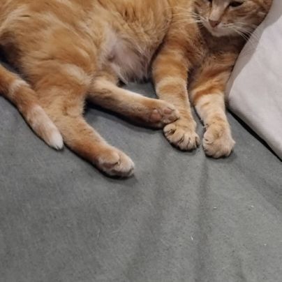 Chats et chatons à adopter sur valréas en asso #4